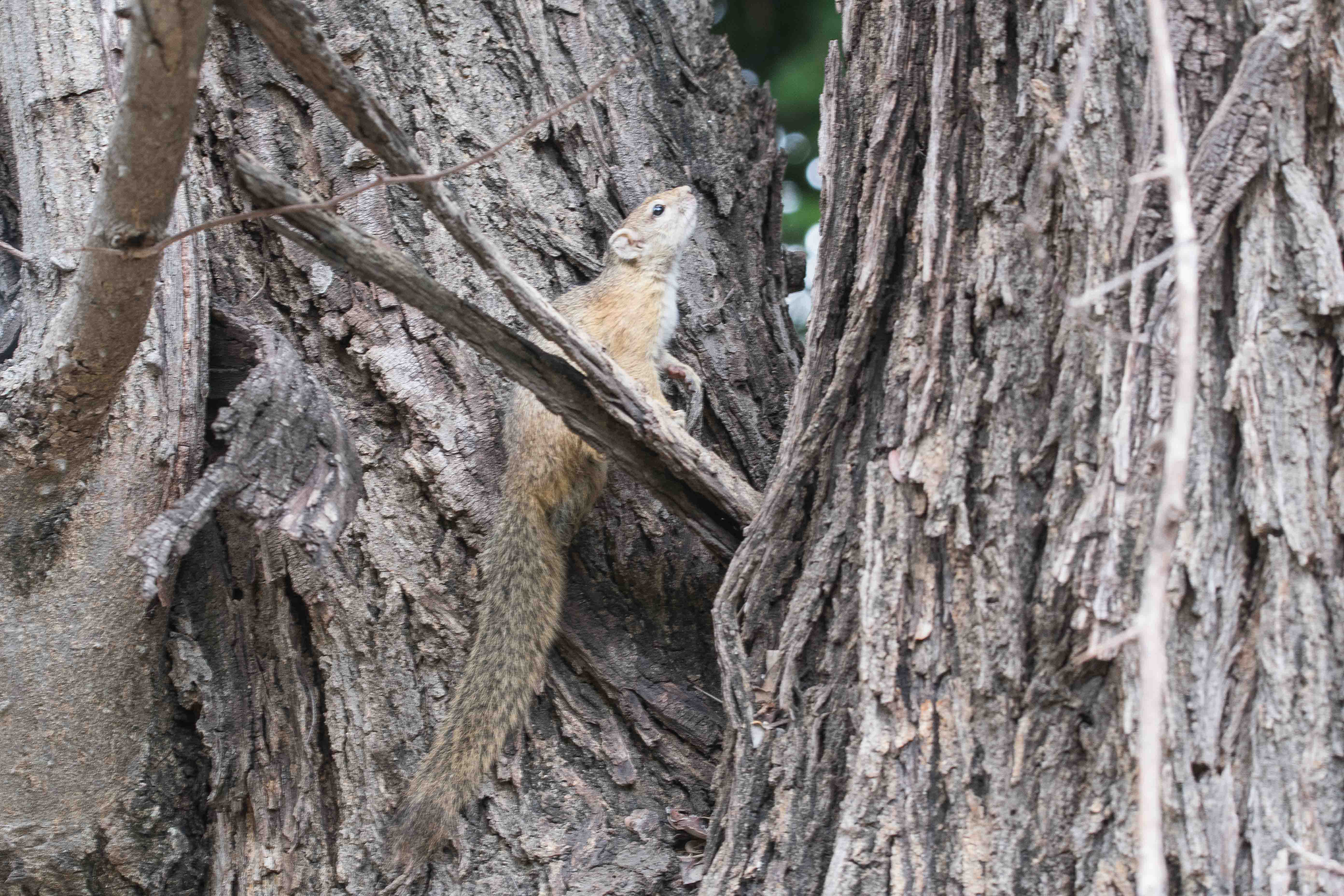 Ecureuil de Smith ou écureuil des savanes (Smith's bush squirrel, Paraxerus cepapi ssp Chobiensis), Shinde camp, Delta de l'Okavango, Botswana.